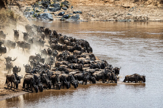 5 Days Kenya–Tanzania Wildlife Safari