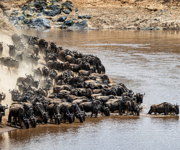 5 Days Kenya–Tanzania Wildlife Safari
