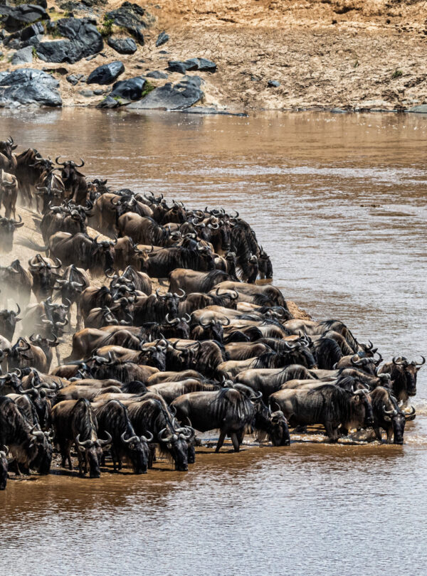 Migration