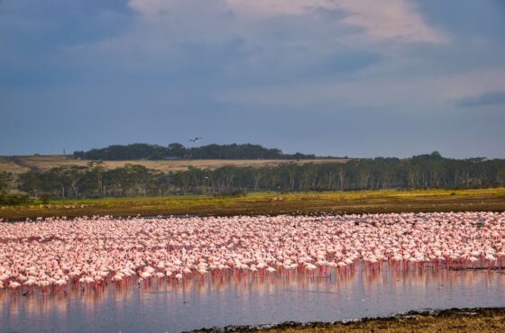 3 Days Lake Nakuru Bird Watching Safari
