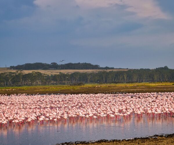 3 Days Lake Nakuru Bird Watching Safari