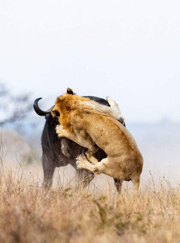 The Big Five