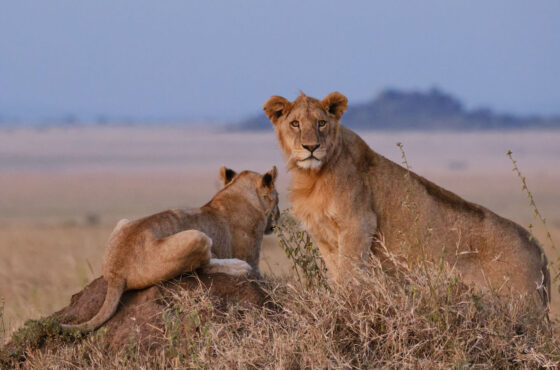 5 Days Maasai Mara Great Wildlife Safari