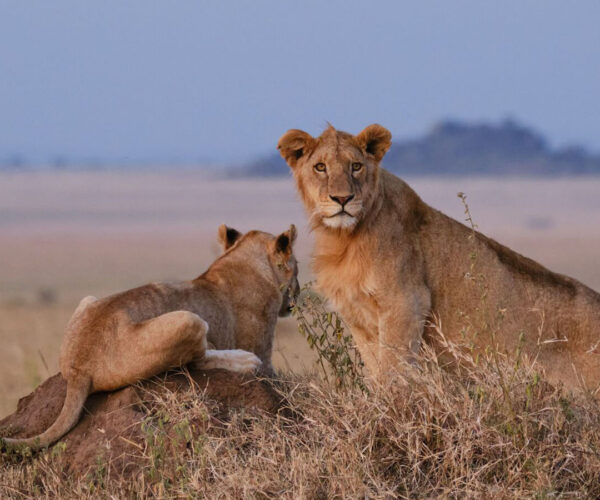 5 Days Maasai Mara Great Wildlife Safari