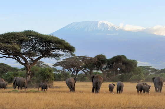 4 Days Amboseli Elephant Safari