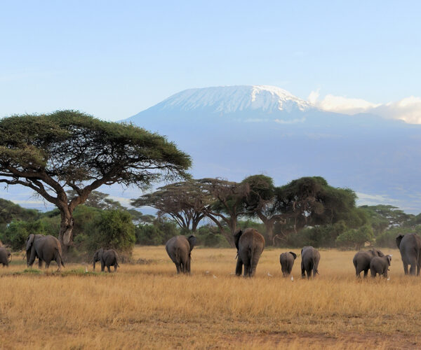 4 Days Amboseli Elephant Safari