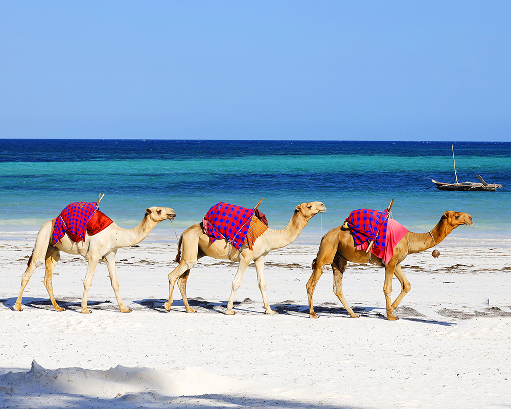 Travel With Us