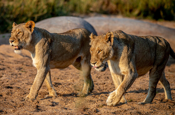 Top Reasons Kenya Is Africa’s Most Popular Safari Destination