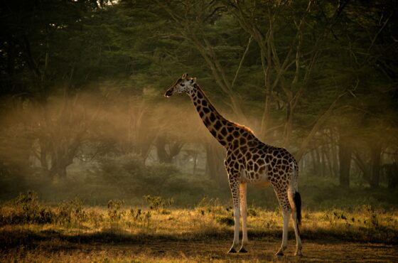 4 Days Samburu Wildlife Safari