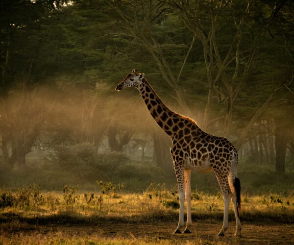 4 Days Samburu Wildlife Safari