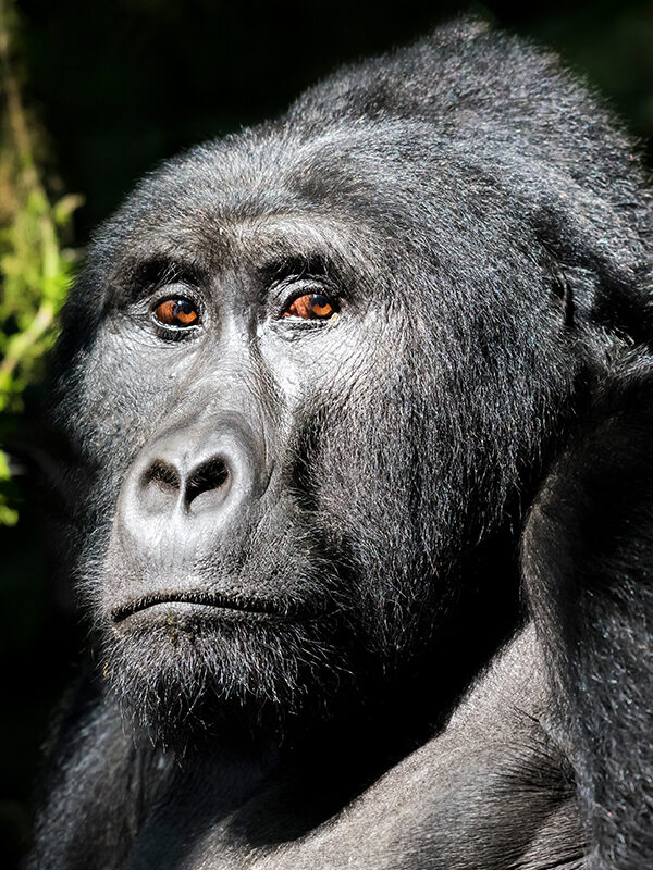 Gorilla Trekking