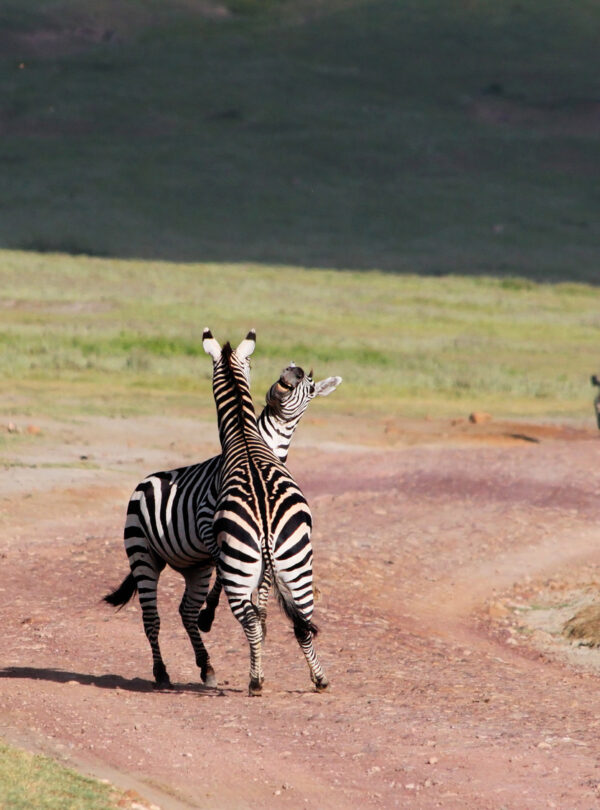 Game Drives