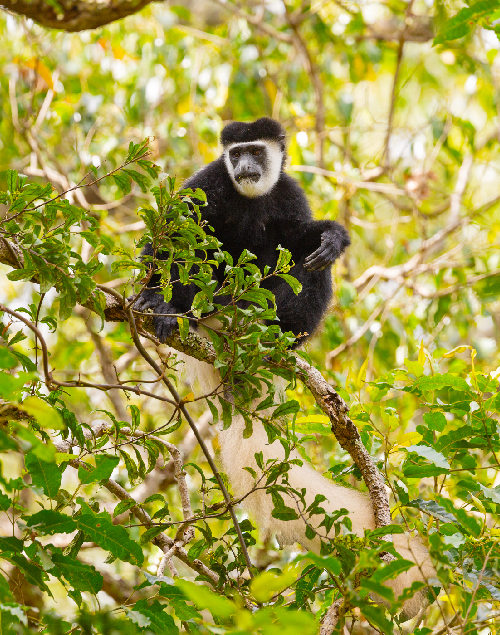 Uganda