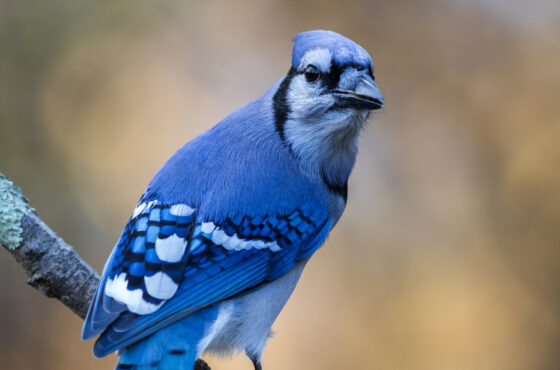 Bird Watching Safaris in East Africa