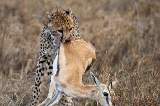 Complete Guide to East Africa Safaris in 2026
