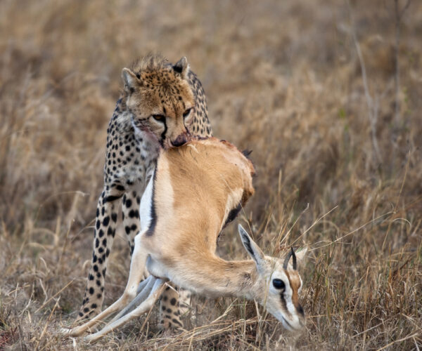 3 Days Serengeti, Amboseli & Maasai Mara Safari