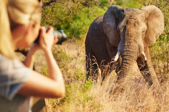 Wildlife Photography Tips for African Safaris