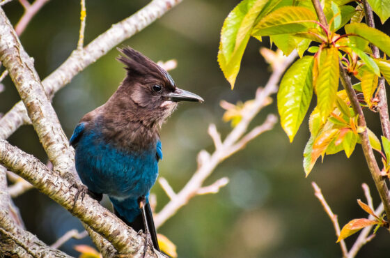 Best Bird Watching Safaris in East Africa