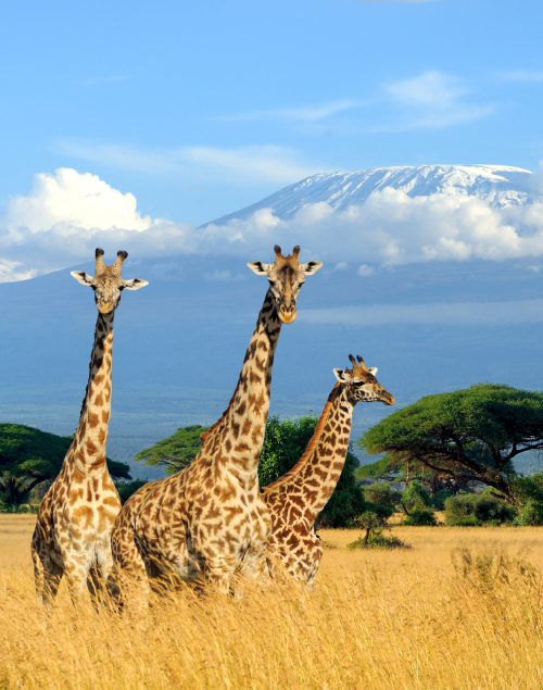 Tanzania